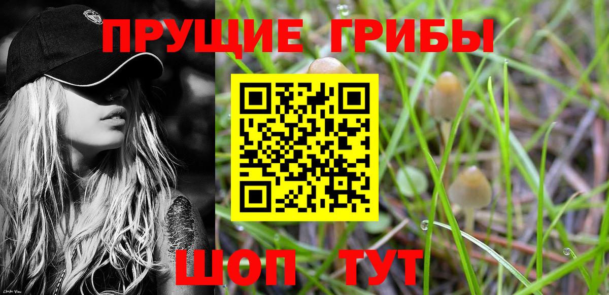 Дзержинский  Галлюциногенные грибы Psilocybe  Вход с VPN 